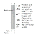 Product image for C-RAF (Ab-338) Antibody