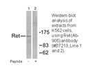 Product image for Ret (Ab-1062) Antibody
