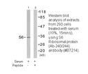 Product image for S6 Ribosomal Protein (Ab-235) Antibody