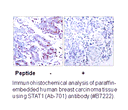 Product image for STAT1 (Ab-701) Antibody