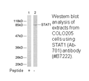 Product image for STAT1 (Ab-701) Antibody