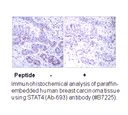 Product image for STAT4 (Ab-693) Antibody