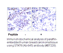 Product image for STAT6 (Ab-645) Antibody