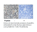 Product image for Stathmin 1 (Ab-15) Antibody