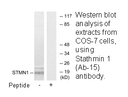 Product image for Stathmin 1 (Ab-15) Antibody