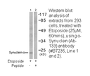 Product image for Synuclein-&alpha; (Ab-133) Antibody