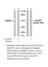 Product image for VASP (Ab-156) Antibody