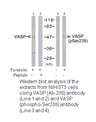 Product image for VASP (Ab-238) Antibody