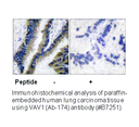 Product image for VAV1 (Ab-174) Antibody