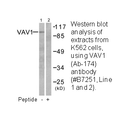 Product image for VAV1 (Ab-174) Antibody