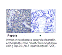 Product image for ZAP-70 (Ab-319) Antibody