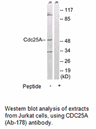 Product image for CDC25A (Ab-178) Antibody