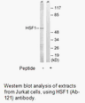 Product image for HSF1 (Ab-121) Antibody