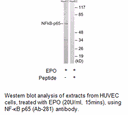 Product image for NF-&kappa;B p65 (Ab-281) Antibody