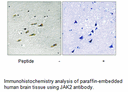 Product image for JAK2 (Ab-931) Antibody