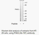 Product image for PAK2 (Ab-197) Antibody