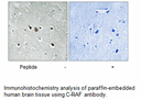 Product image for C-RAF (Ab-269) Antibody