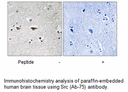 Product image for Src (Ab-75) Antibody