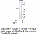 Product image for Src (Ab-75) Antibody