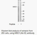 Product image for WEE1 (Ab-53) Antibody