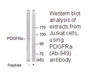 Product image for PDGFRa (Ab-849) Antibody