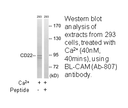 Product image for BL-CAM (Ab-807) Antibody