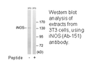 Product image for iNOS (Ab-151) Antibody