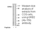 Product image for GRB2 (Ab-159) Antibody