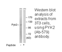 Product image for PYK2 (Ab-579) Antibody