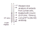Product image for HP1&alpha; (Ab-92) Antibody