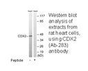 Product image for CDX2 (Ab-283) Antibody