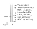 Product image for Claudin 1 (Ab-210) Antibody