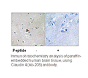 Product image for Claudin 4 (Ab-208) Antibody