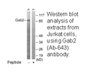 Product image for Gab2 (Ab-643) Antibody