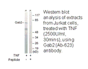 Product image for Gab2 (Ab-623) Antibody