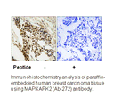 Product image for MAPKAPK2 (Ab-272) Antibody