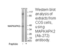 Product image for MAPKAPK2 (Ab-272) Antibody