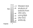 Product image for Myb (Ab-532) Antibody