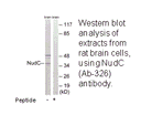 Product image for NudC (Ab-326) Antibody