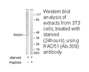 Product image for RAD51 (Ab-309) Antibody