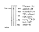 Product image for TOP2A (Ab-1525) Antibody