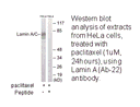 Product image for Lamin A (Ab-22) Antibody