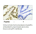 Product image for AP-2 Antibody