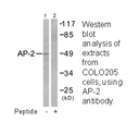 Product image for AP-2 Antibody