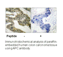 Product image for APC Antibody