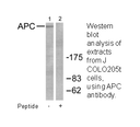 Product image for APC Antibody