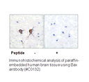 Product image for Bax Antibody