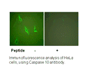 Product image for Caspase 10 Antibody
