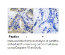 Product image for Caspase 10 Antibody