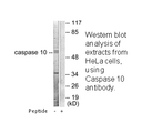 Product image for Caspase 10 Antibody